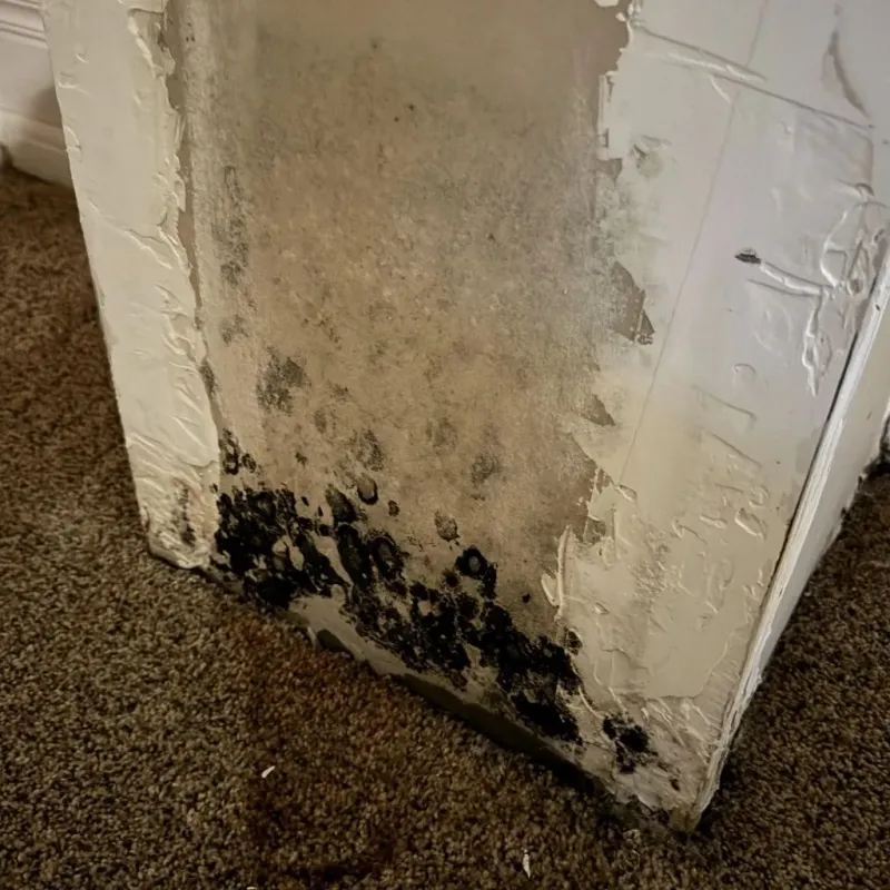 Professional Mold Removal in Arnold Line, MS